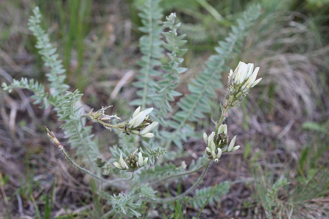 Изображение особи Oxytropis tachtensis.