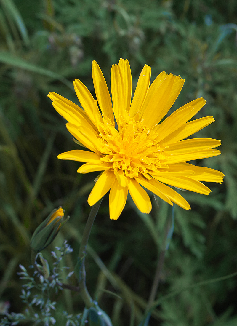 Изображение особи Tragopogon altaicus.