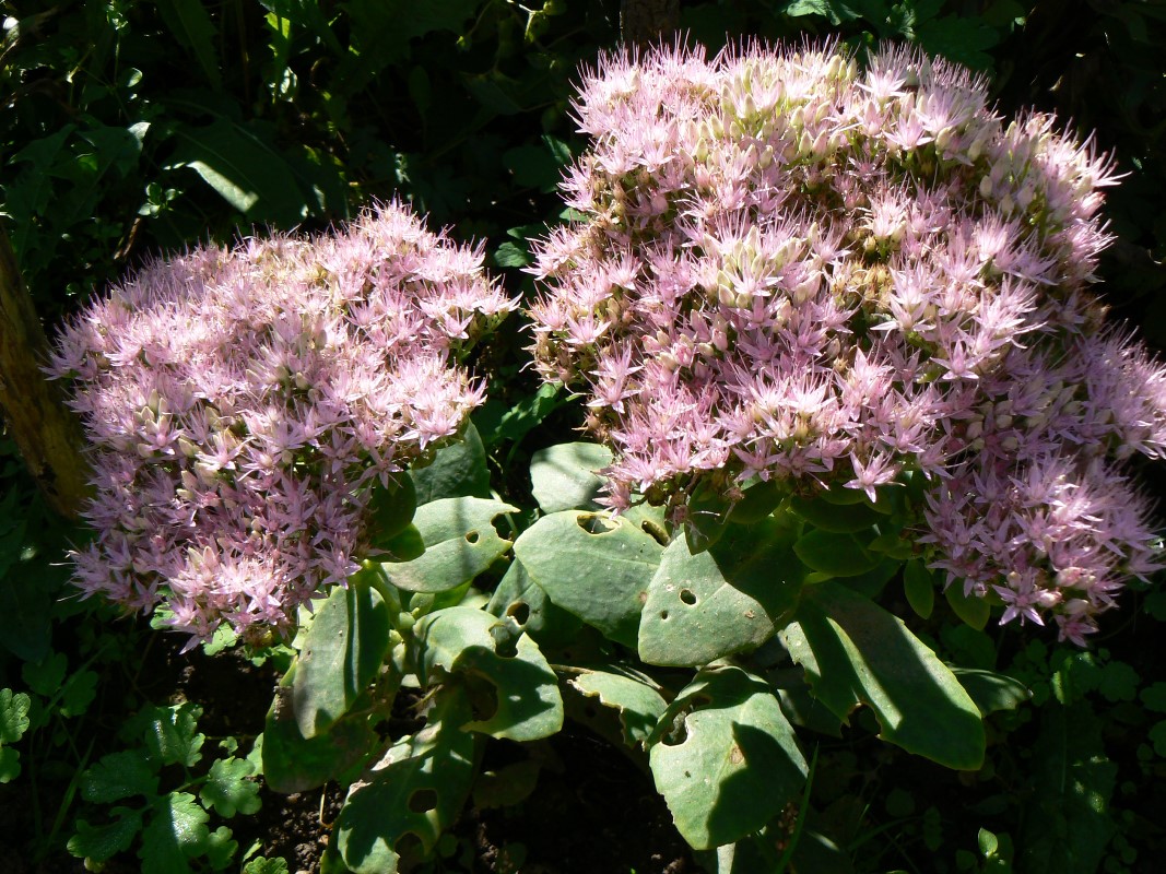 Image of Hylotelephium spectabile specimen.