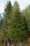 Picea × fennica. Взрослые деревья с шишками в сообществе с сосной (Pinus friesiana). Мурманская обл., Кандалакшский р-н, с. Ковда, у автобусной остановки близ моста; опушка соснового леса у дороги. 26.09.2021.