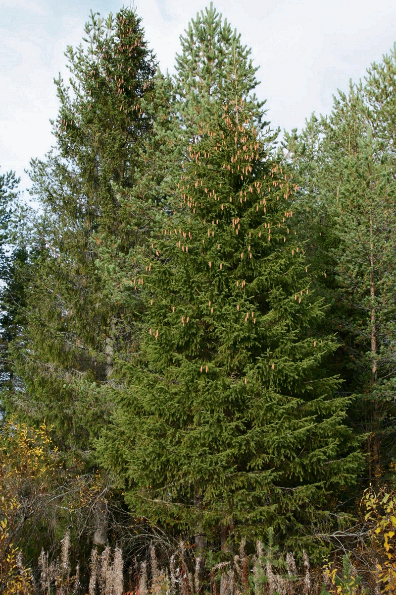 Image of Picea × fennica specimen.
