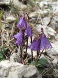 Soldanella alpina. Цветущее растение на субальпийском лугу. Восточные Альпы, окрестности г. Инсбрук, гора Hafelekarspitze, около 1800 м н.у.м. 06.05.2010.