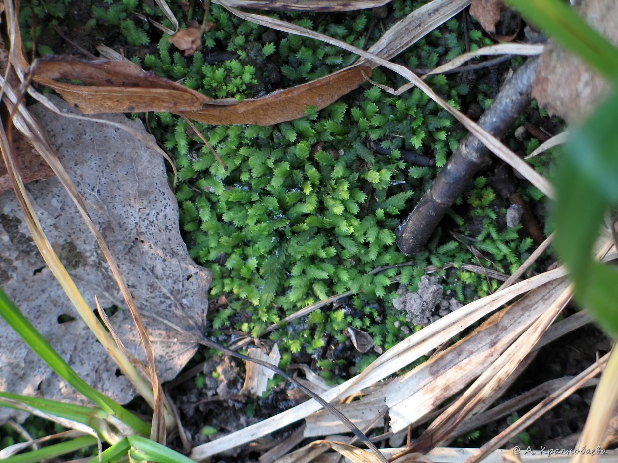 Image of Fissidens taxifolius specimen.