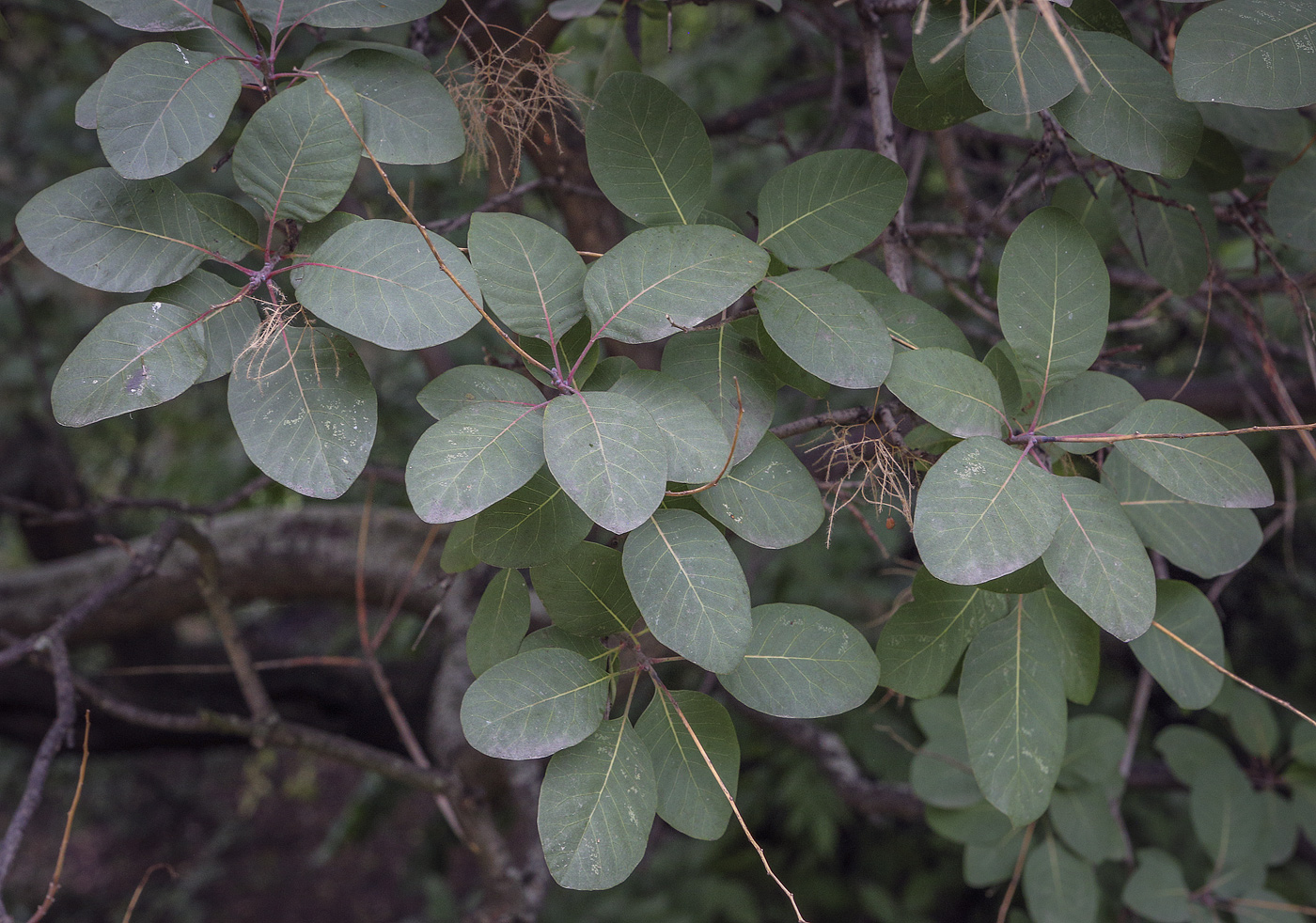 Image of Cotinus coggygria specimen.