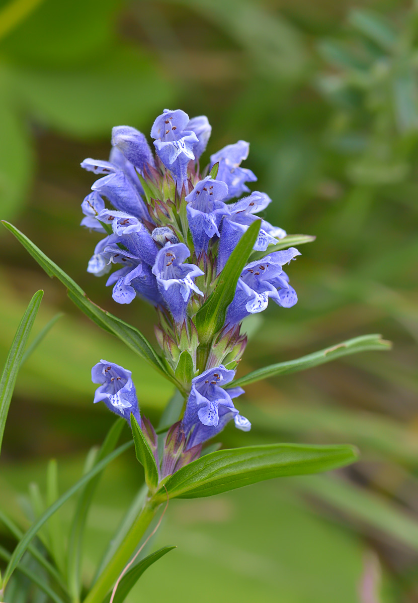 Изображение особи Dracocephalum ruyschiana.