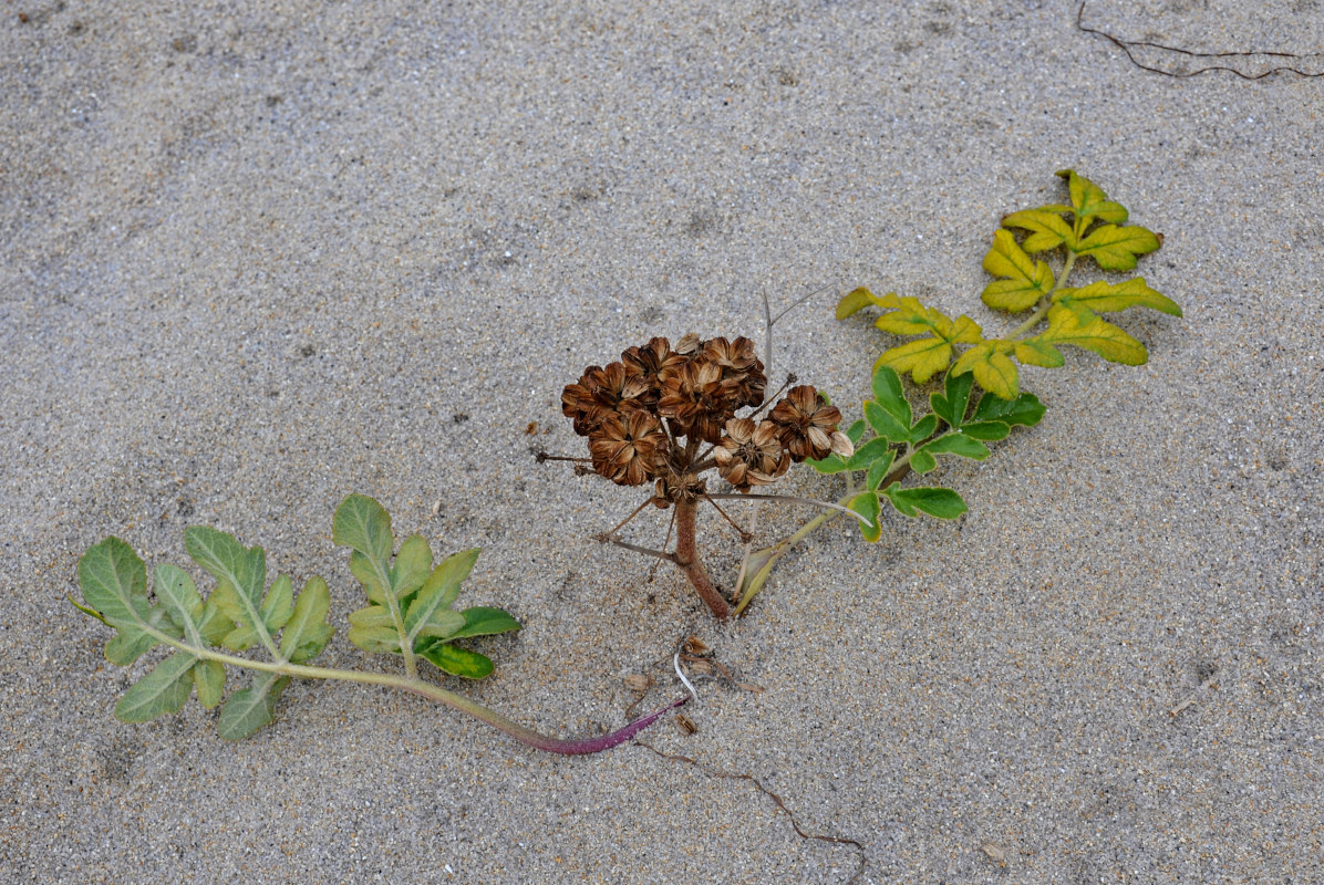 Image of Glehnia litoralis specimen.