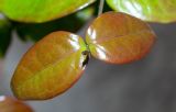 Eugenia uniflora. Листья. Израиль, г. Бат-Ям, в культуре. 13.01.2022.