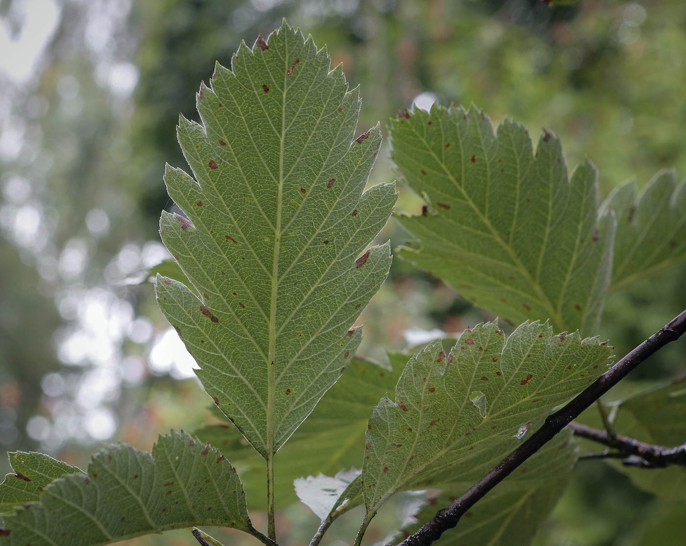 Image of Sorbus intermedia specimen.