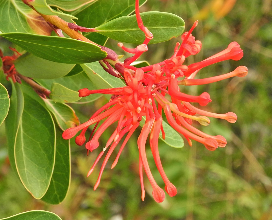 Image of Embothrium coccineum specimen.
