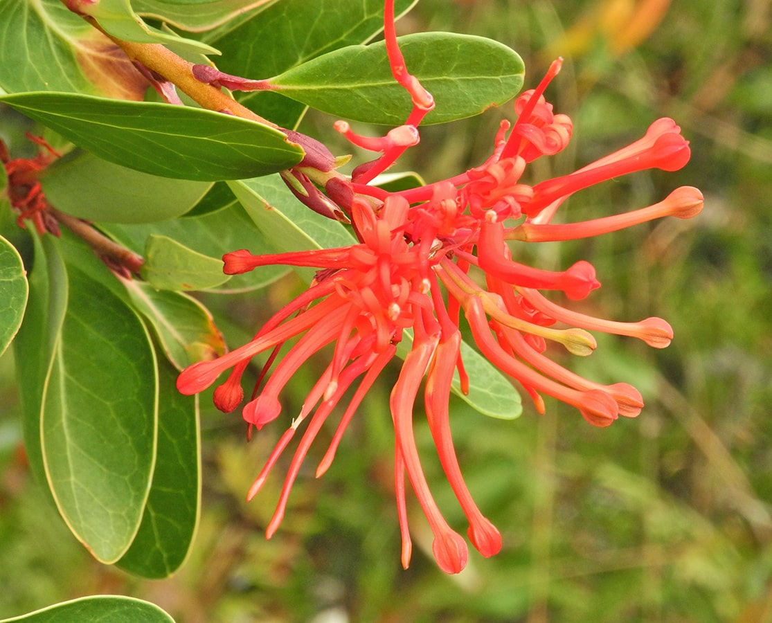 Изображение особи Embothrium coccineum.