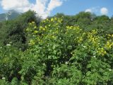 Silphium perfoliatum