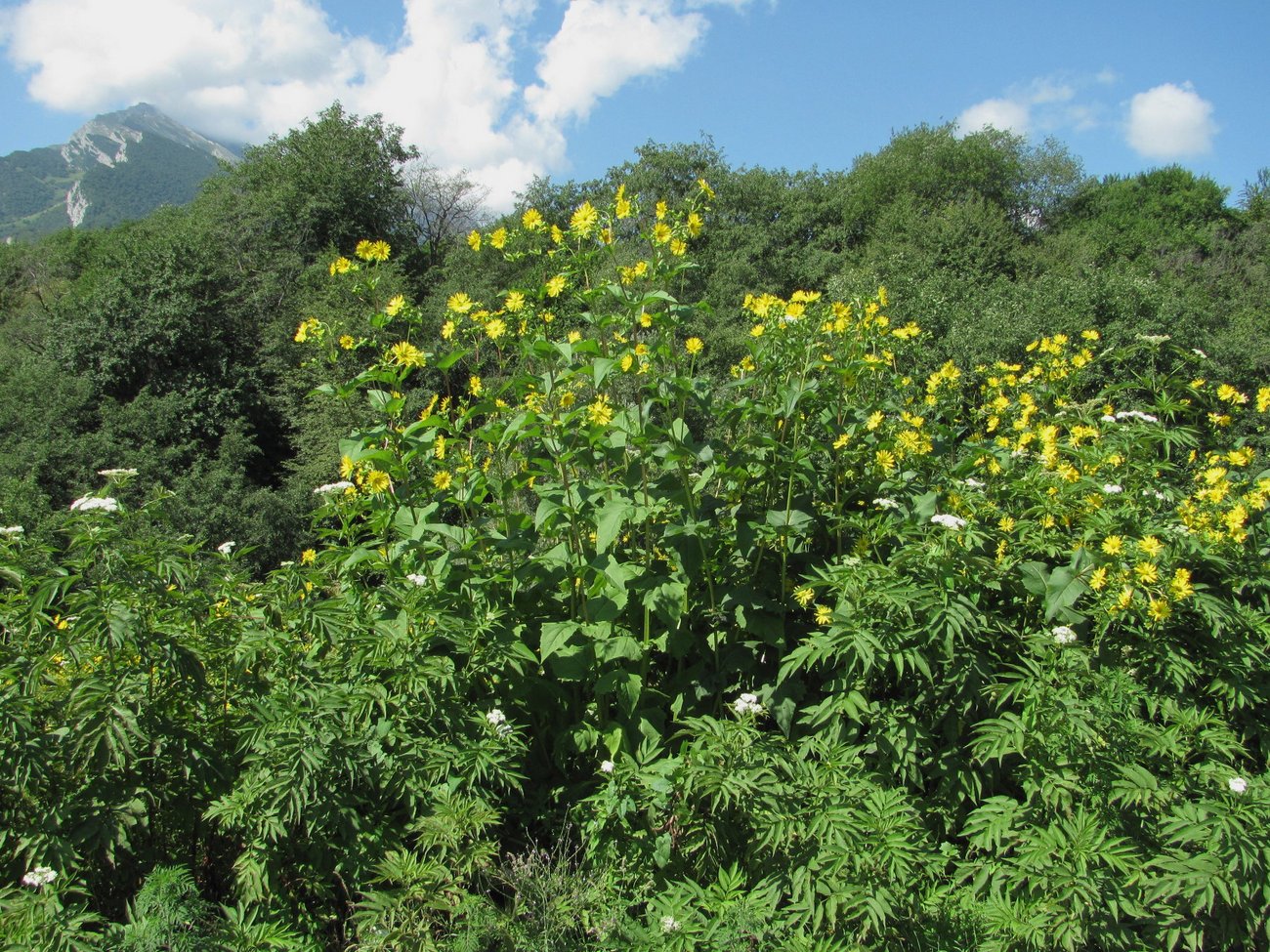 Изображение особи Silphium perfoliatum.