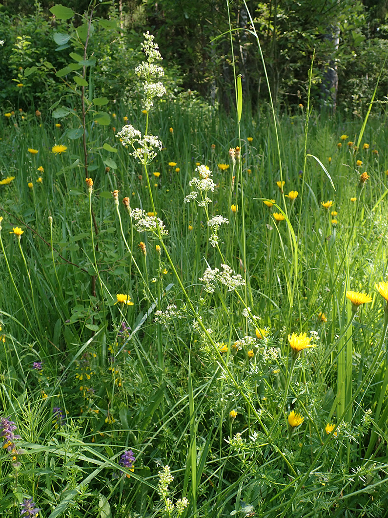 Image of Galium album specimen.