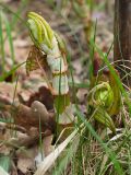 genus Reynoutria. Молодые побеги с муравьями. Краснодарский край, Крымский р-н, станица Неберджаевская, приусадебный участок. 19.04.2022.