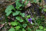 Viola somchetica. Цветущее растение (рядом видны листья Oxalis acetosella). Дагестан, Гунибский р-н, Карадахская теснина, подножие каменистого склона. 02.05.2022.