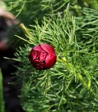 Paeonia tenuifolia