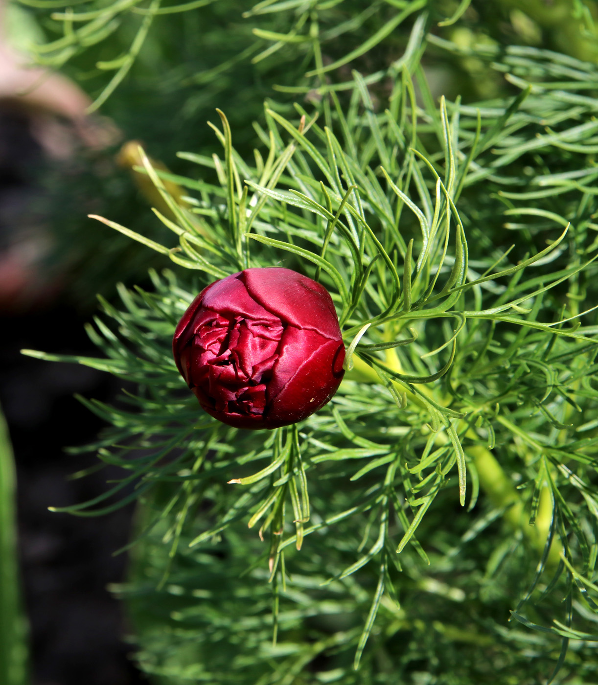 Изображение особи Paeonia tenuifolia.