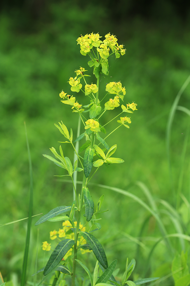 Изображение особи Euphorbia mandshurica.