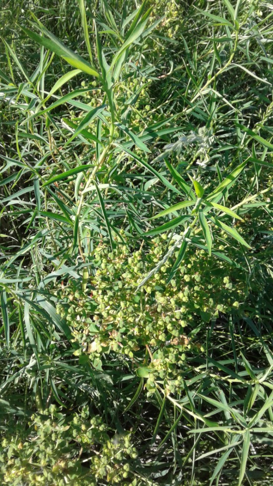 Image of genus Euphorbia specimen.