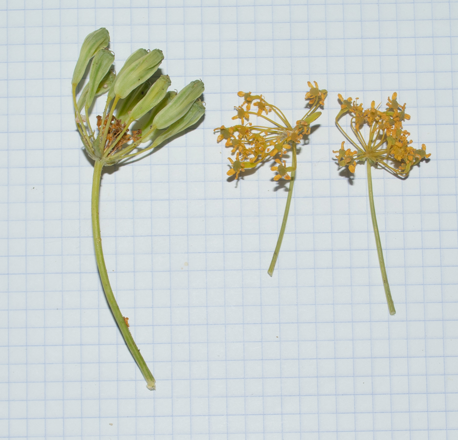 Image of Heptaptera anisopetala specimen.