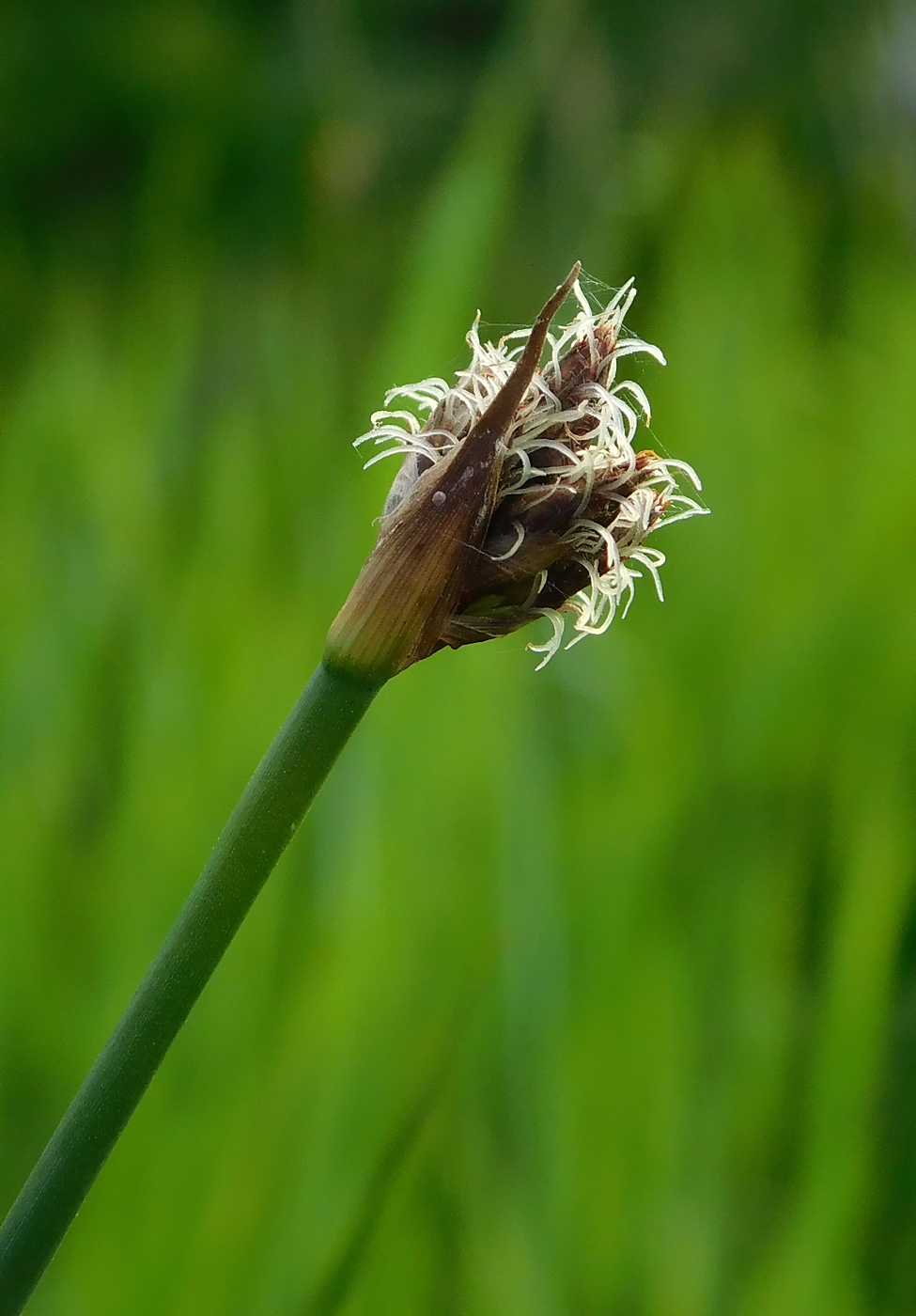 Image of Schoenoplectus lacustris specimen.