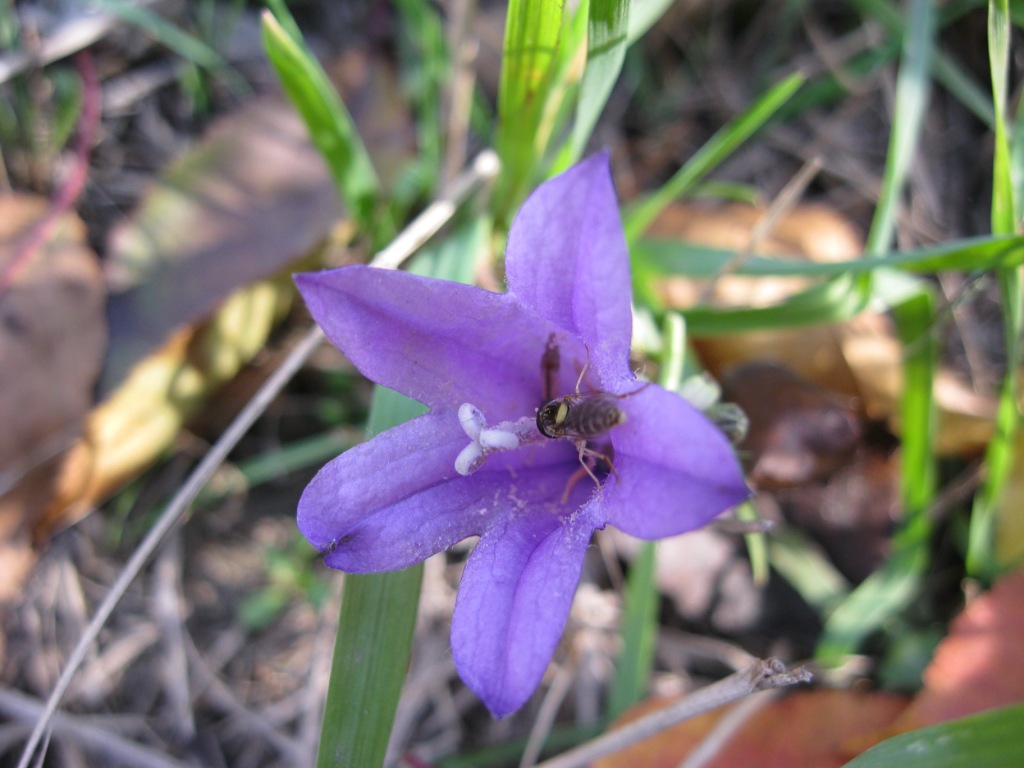 Изображение особи Campanula patula.