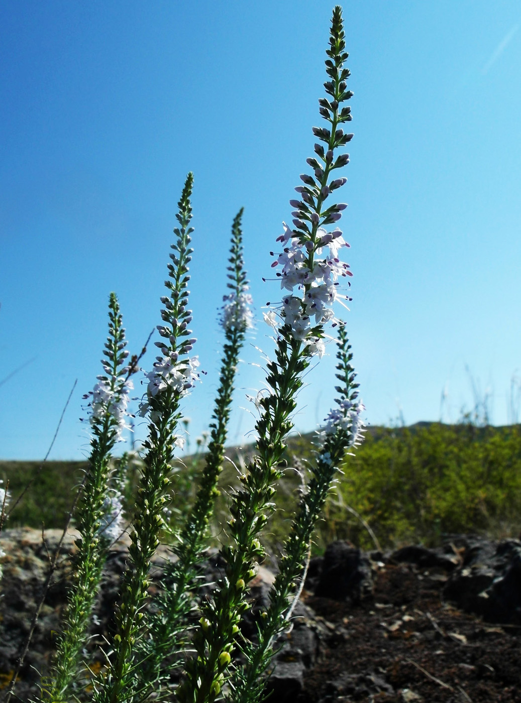 Изображение особи Veronica pinnata.