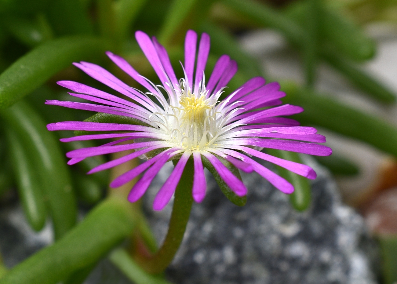 Image of Delosperma cooperi specimen.