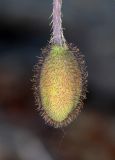 genus Papaver