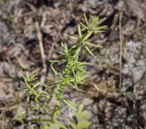 Galium mollugo