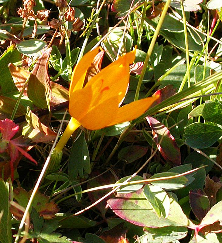 Image of Crocus scharojanii specimen.