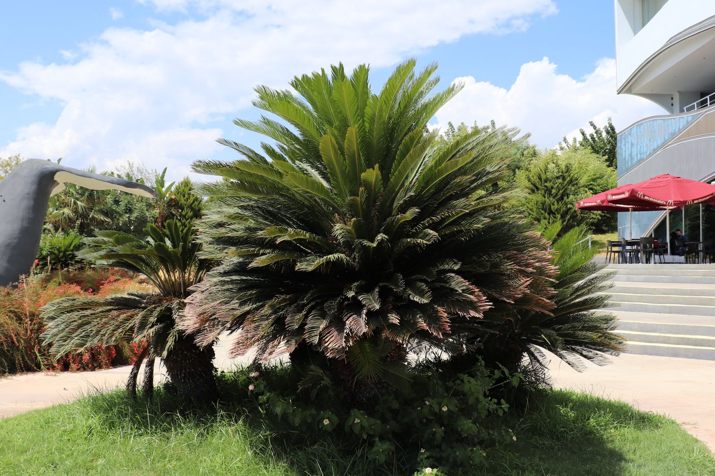 Image of Cycas revoluta specimen.