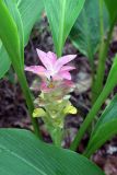 Curcuma longa