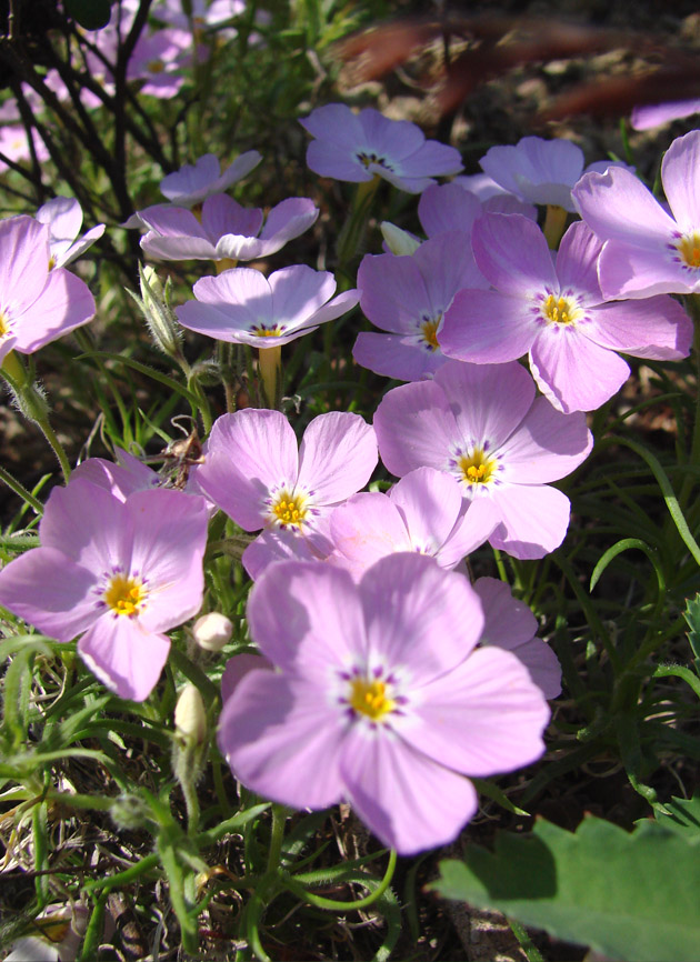 Изображение особи Phlox sibirica.