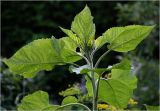 Helianthus annuus