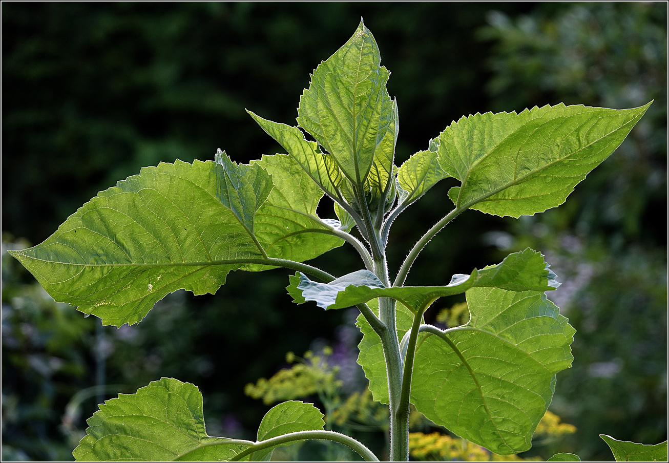 Изображение особи Helianthus annuus.