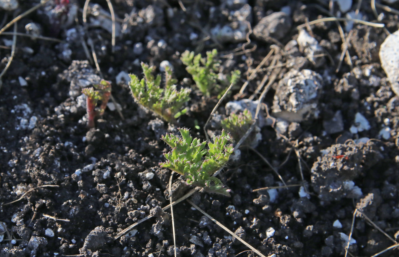 Изображение особи Crambe tataria.