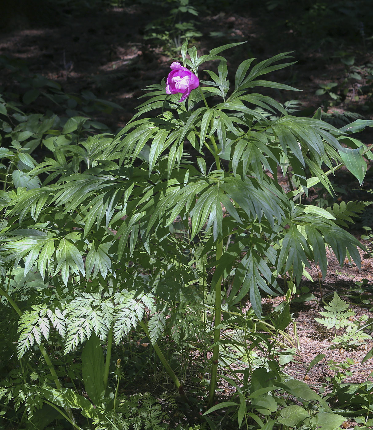 Image of Paeonia anomala specimen.