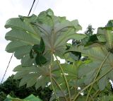 Tetrapanax papyrifer. Листья в верхней части кроны. Республика Абхазия, Новый Афон, в городском озеленении. 23.09.2022.