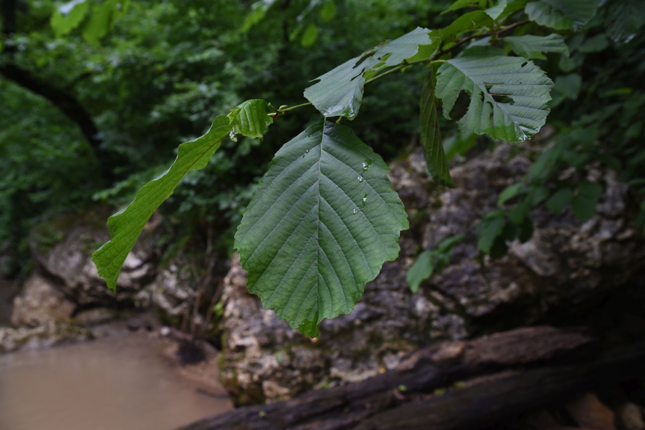 Изображение особи Alnus barbata.