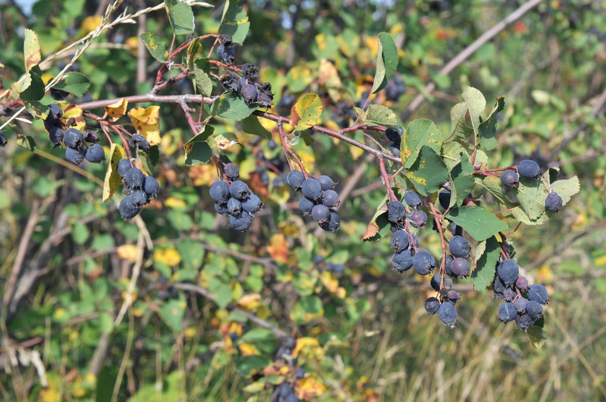 Image of Amelanchier alnifolia specimen.