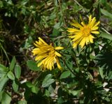 Inula ensifolia