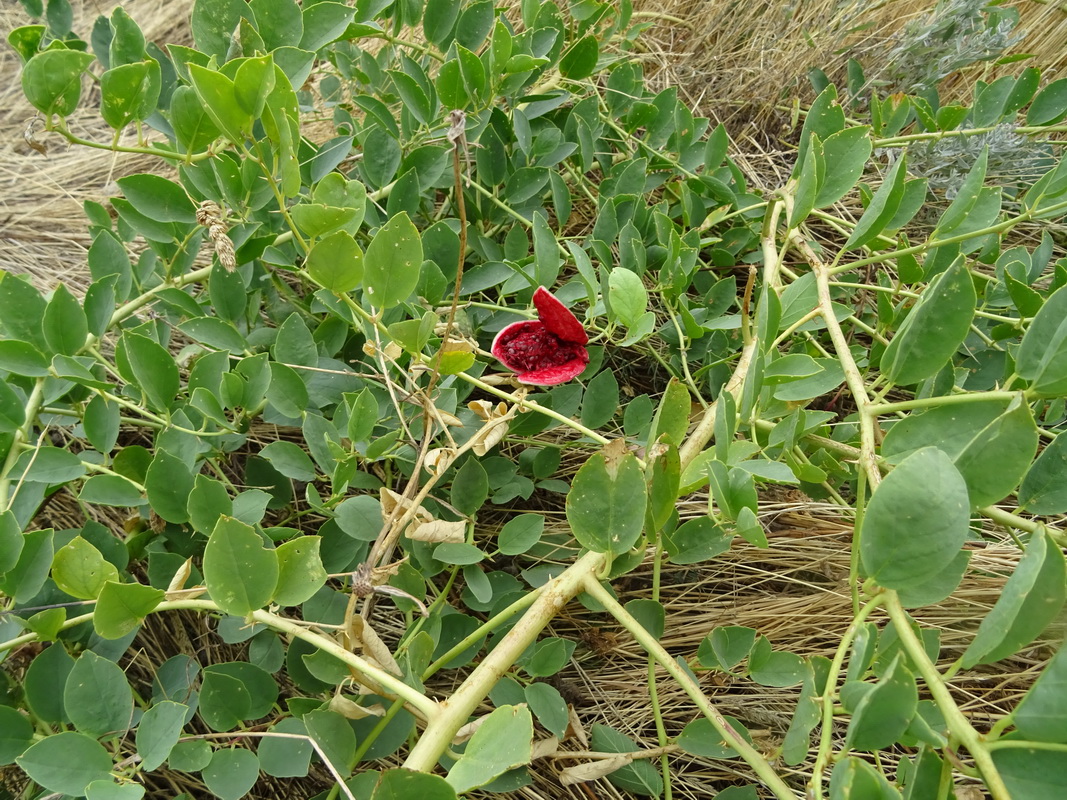 Image of Capparis herbacea specimen.