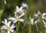 Stellaria holostea. Цветки и бутоны. Ленинградская обл., Ломоносовский р-н, окр. дер. Петровское, берег заброшенного карьера, опушка смешанного леса. 22.05.2022.