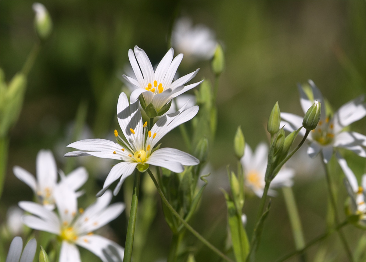 Image of Stellaria holostea specimen.