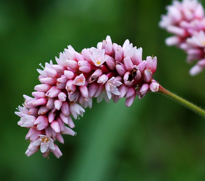 Image of Persicaria orientalis specimen.