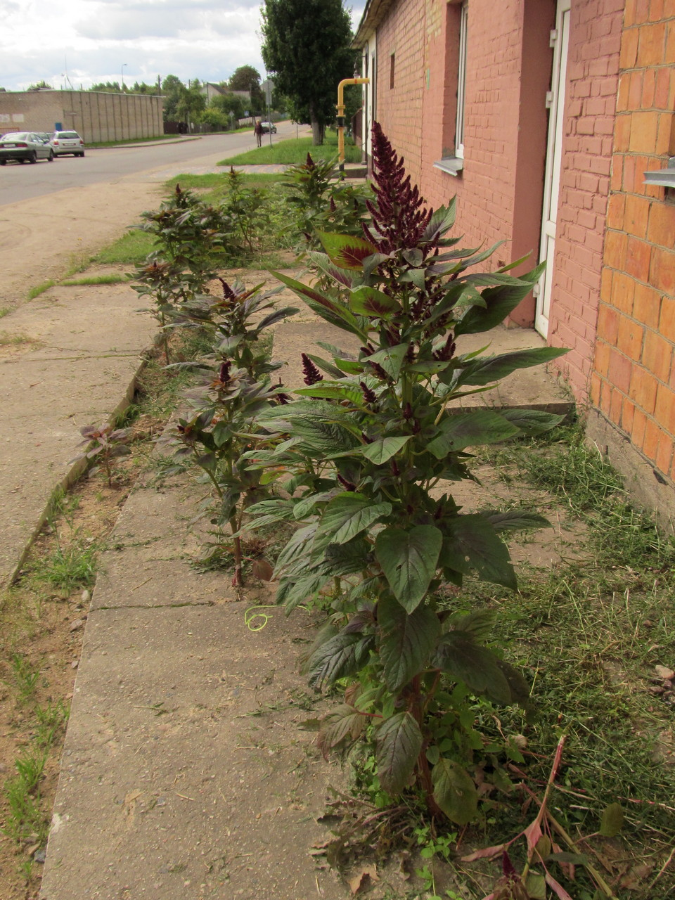 Image of Amaranthus cruentus specimen.