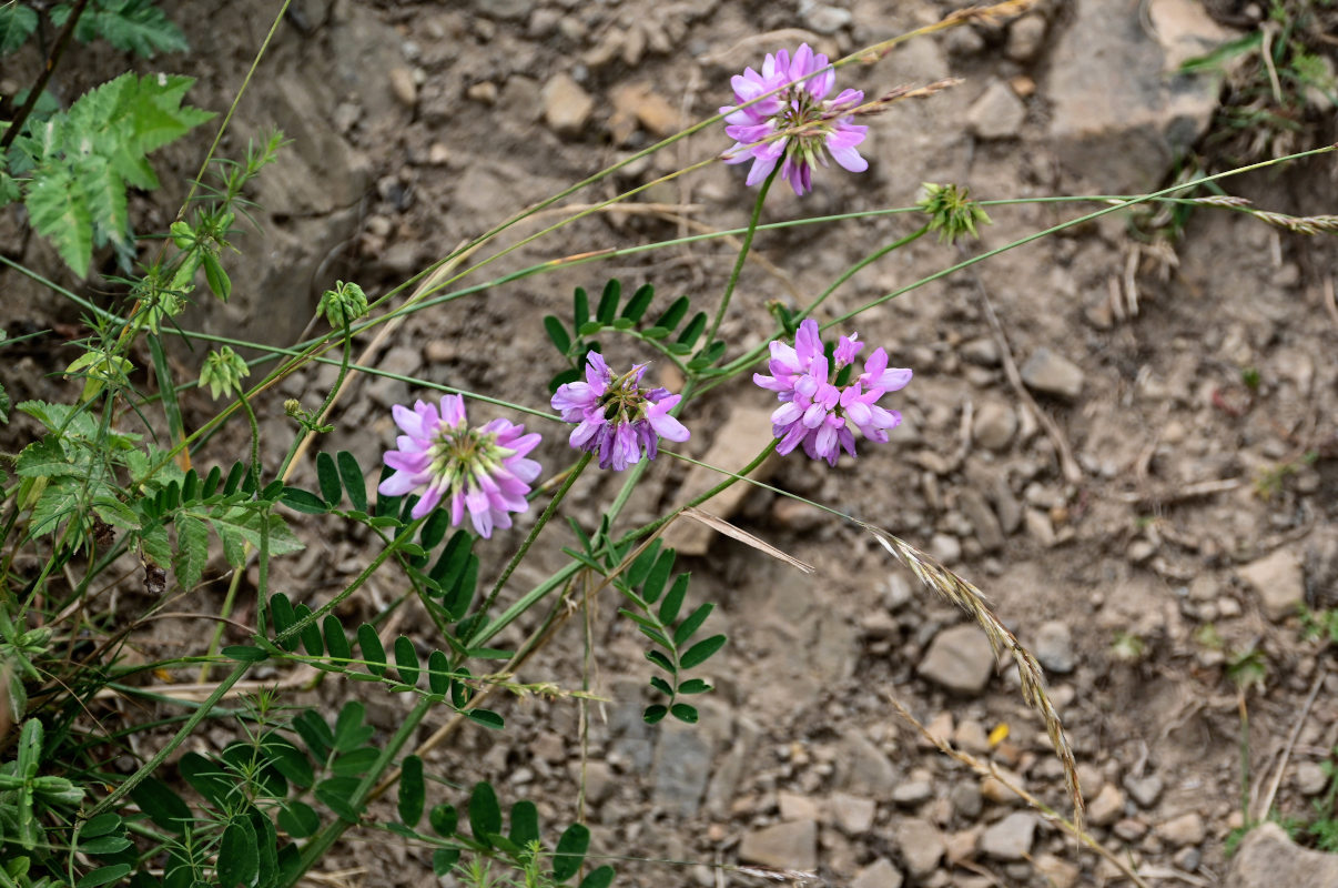 Image of Securigera varia specimen.