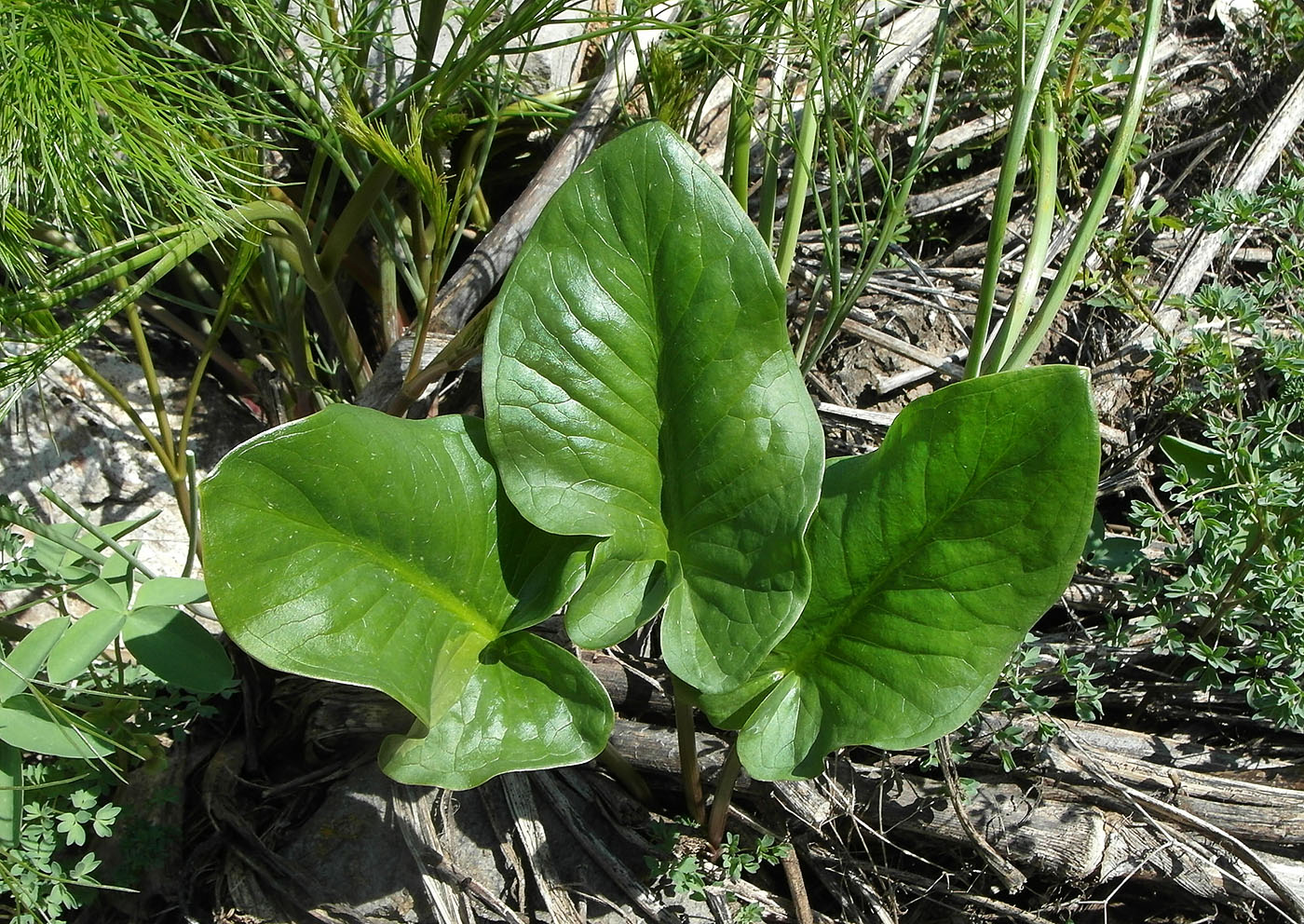 Изображение особи Arum korolkowii.