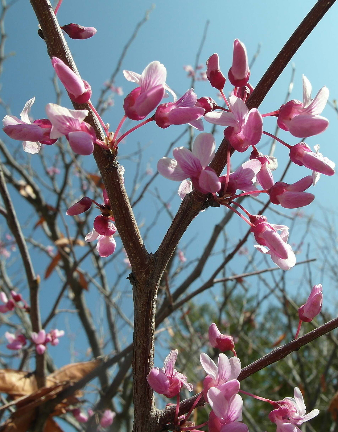 Изображение особи Cercis canadensis.